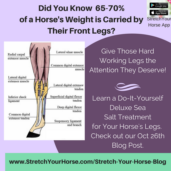 DIY Rejuvenating Leg Treatment For Your Horse's Hard Working Legs!